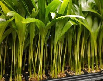 Areca Palms(3 plants)FREE SHIPPING-Dypsis lutescens
