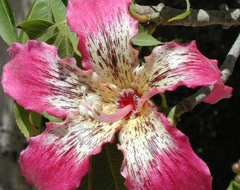 Silk Floss Seedling,Ceiba,1 Tree,Kapok,chorisia
