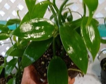 Vanilla Plant- Planifolia Bean Orchid Vine