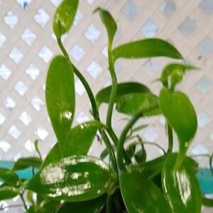 Planta de vainilla - Orquídea de frijol Planifolia imagen 5