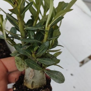 Desert Rose Adenium (2) Assorted colors