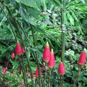 Shampoo Ginger 3 large bulbs Awapuhi  Zingiber-Rhizomes