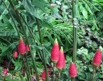 Shampoo Ginger 3 large bulbs Awapuhi  Zingiber-Rhizomes