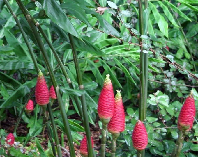 Shampoo Ginger 3 Large Bulbs Awapuhi Zingiber-rhizomes - Etsy