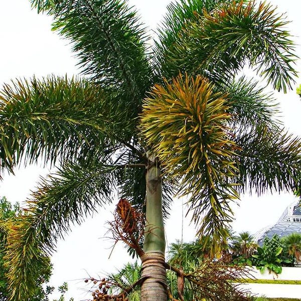 Lady Palm - Etsy