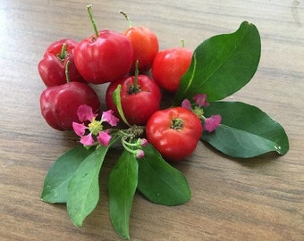 Barbados Cherry (2) Malpighia Seedlings