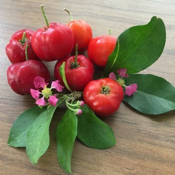 Barbados Cherry (2) Malpighia Seedlings