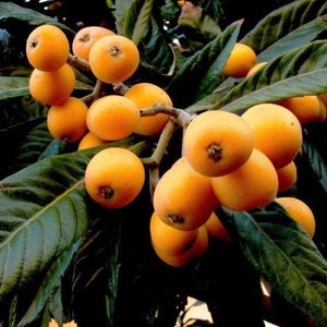 Loquat(2 Trees),Eriobotrya japonica,