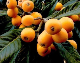 Loquat(2 Trees),Eriobotrya japonica,