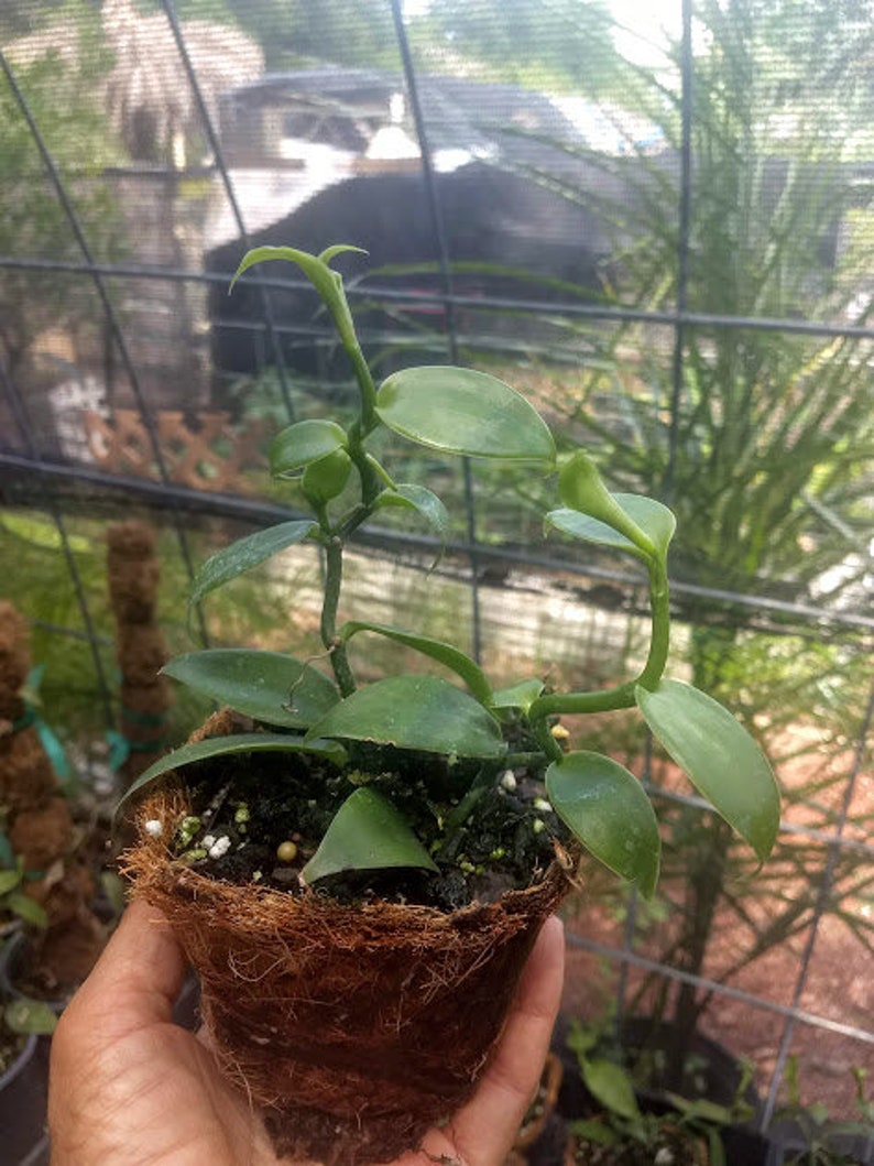 2 Vanilla Bean Orchids -FREE SHIPPING-4vines