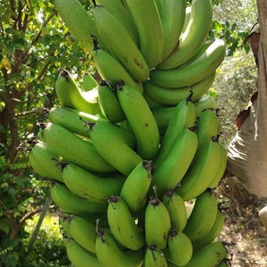 May include: A bunch of green bananas hanging from a tree branch. The bananas are unripe and have a smooth, green skin.
