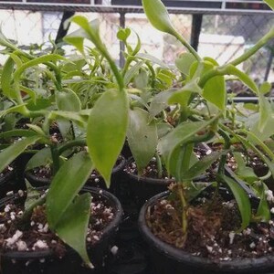 Planta de vainilla - Orquídea de frijol Planifolia imagen 3