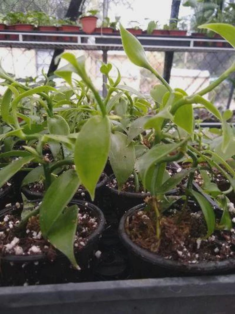 Planta de vainilla - Orquídea de frijol Planifolia imagen 3