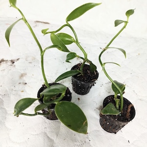 Vanilla Plant-Planifolia Bean Orchid
