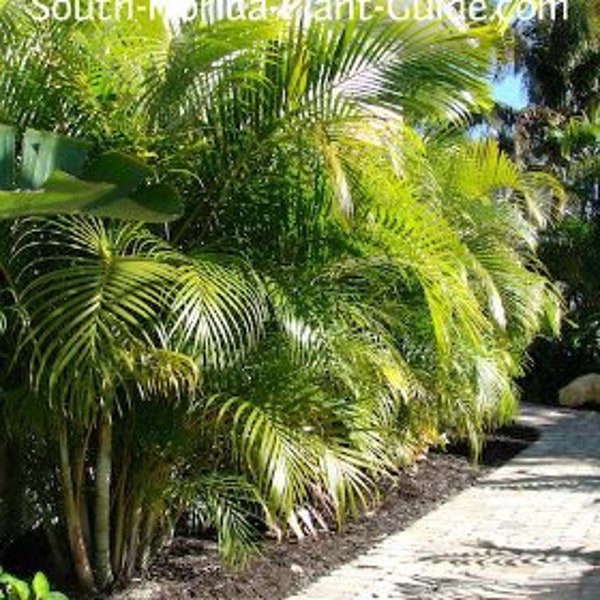 Areca Palms(3 plants)FREE SHIPPING-Dypsis lutescens