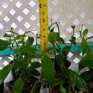 Planta de vainilla - Orquídea de frijol Planifolia imagen 9