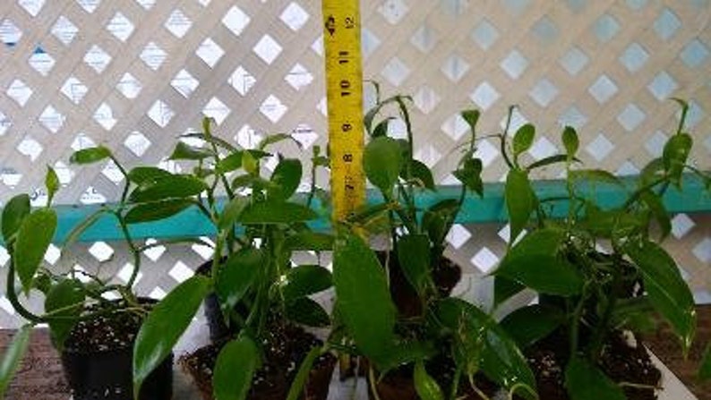 Planta de vainilla - Orquídea de frijol Planifolia imagen 9