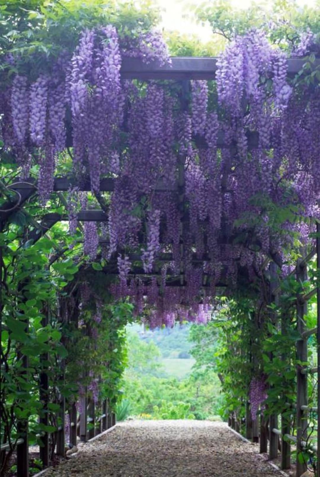 その他 Apolina Ines Set Wisteria 5-7y その他 Apolina Ines Set Wisteria 5-7y その他 Apolina Ines Set