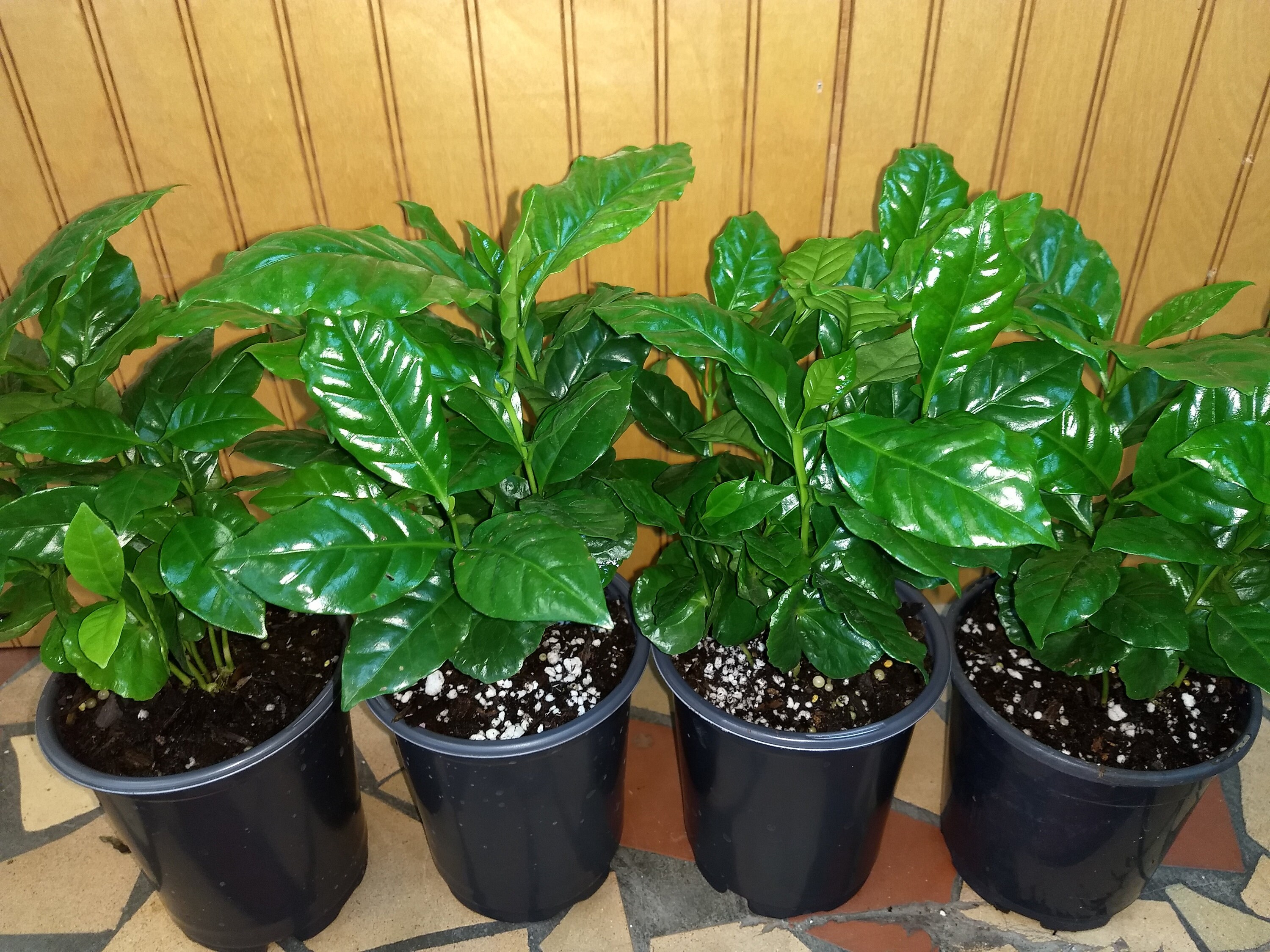 Coffee Beans2 plants Coffee plants Coffee BeanTrees FREE