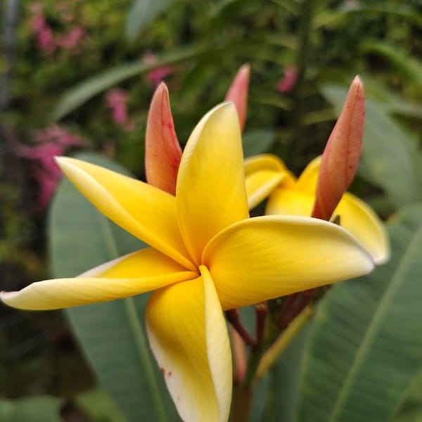 Plumeria cutting 12-15"