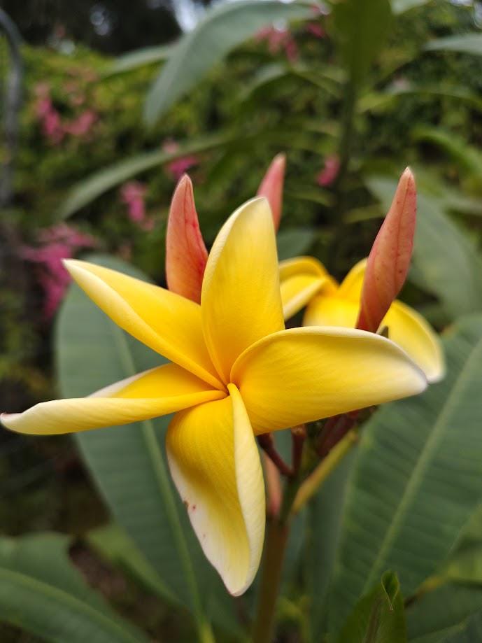Plumeria Plant Yellow - Etsy