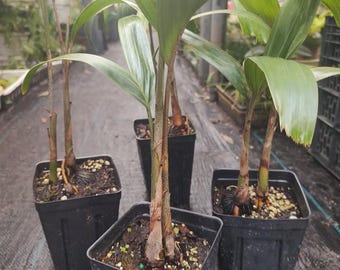 Graines de Wodyettia Bifurcata (Foxtail - palmier queue de renard