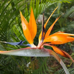 May include: Close-up of a Bird of Paradise flower with vibrant orange petals and a blue and white base. The flower is set against a backdrop of lush green foliage, creating a striking contrast. A tropical plant.