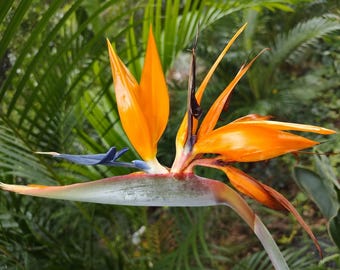 Bird of Paradise Seeds – Strelitzia Reginae Orange & Blue