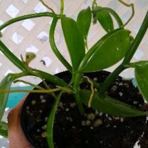 Planta de vainilla - Orquídea de frijol Planifolia imagen 8