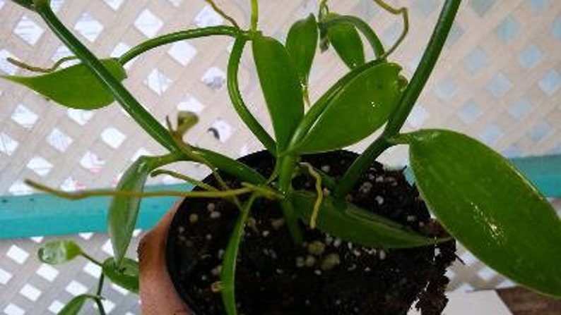 Planta de vainilla - Orquídea de frijol Planifolia imagen 8