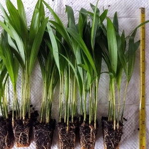 Areca Palms(3 plants)FREE SHIPPING-Dypsis lutescens