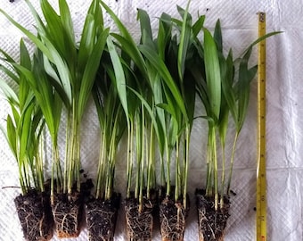 Areca Palms(3 plants)FREE SHIPPING-Dypsis lutescens