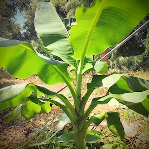 May include: A vibrant green banana plant with large, broad leaves. The plant's trunk is a mix of green and brown, with several leaves extending outwards. The background features a glimpse of a sunny sky and lush greenery.