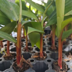 May include: Close-up of a tray of banana plant seedlings. The seedlings have red stems and green leaves. The tray is black plastic.