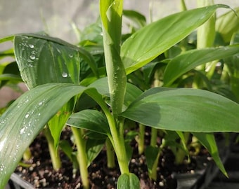 Plantain-Dwarf Puerto Rican(2 plants)