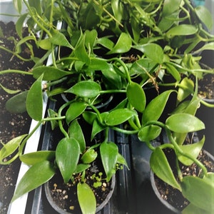 Planta de vainilla - Orquídea de frijol Planifolia imagen 4