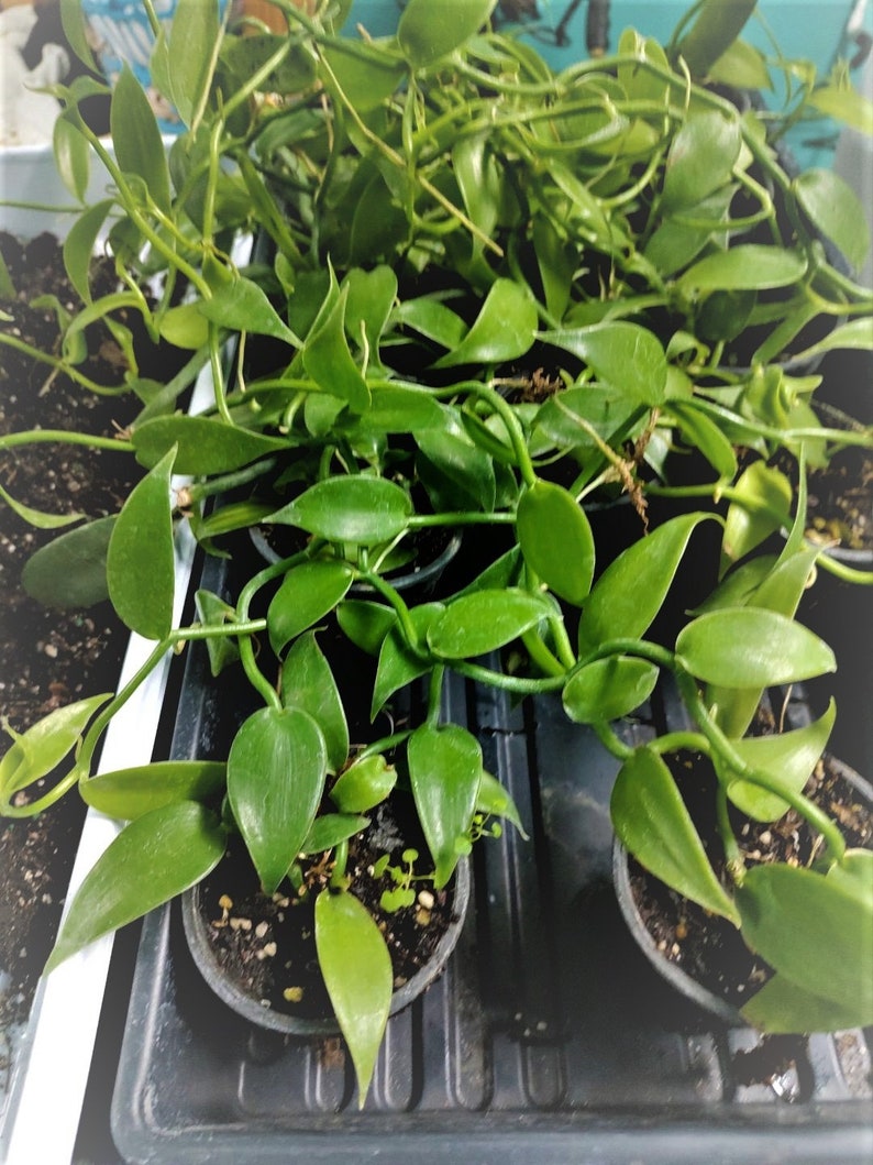 Planta de vainilla - Orquídea de frijol Planifolia imagen 4