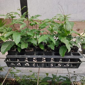 Passionfruit Vine Panama Red 2"pot