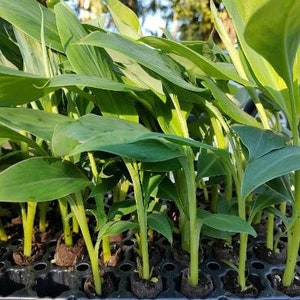 Banana Tree Bundle 3 Plants