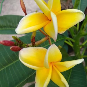 Plumeria cutting 12-15&quot;