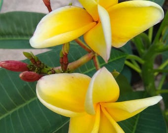 Plumeria Cutting! Gorgeous Pink Yellow White Fragrant Cuttings