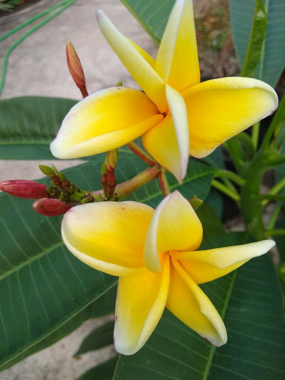 ヘザーブラウン ジクレー Yellow Plumeria ヘザーブラウンジクレー