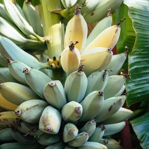 May include: A close-up of a bunch of bananas, some ripe and yellow, others green. The bananas are clustered together, with a few leaves in the background. The image is well-lit, with a natural feel.