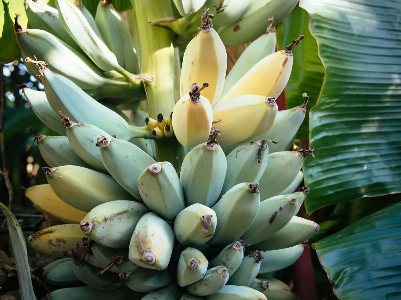 Banana 2 Pack Blue Java/ice Cream 2plants - Etsy