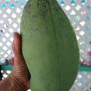 Mango Seedling-Valencia Pride-Not grafted