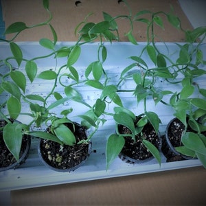 Vanilla Plant- Planifolia Bean Orchid Vine