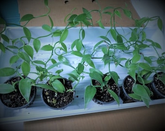 Vanilla Plant- Planifolia Bean Orchid Vine