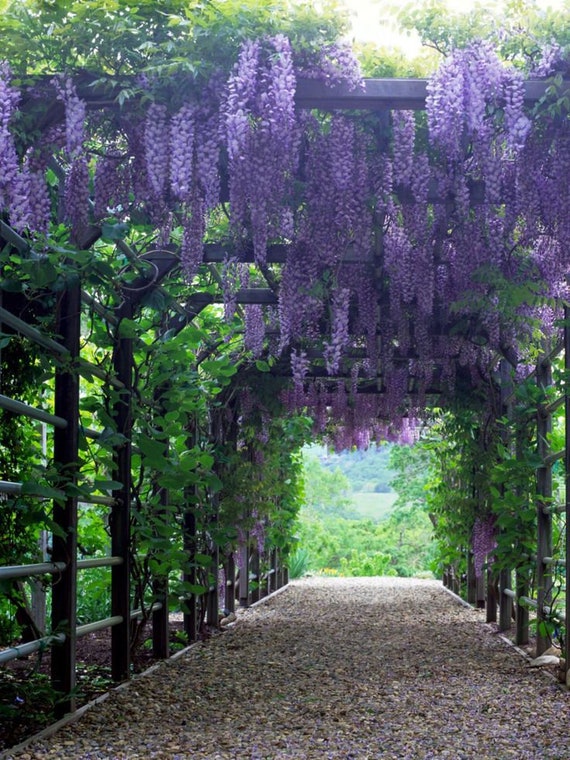 Amethyst Falls Wisteria Vine for Sale  Purple Flowering Wisteria – Plants  by Mail