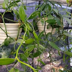 Vanilla Planifolia(4 Cuttings) 12-15&quot;