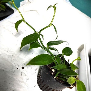 Planta de vainilla - Orquídea de frijol Planifolia imagen 6